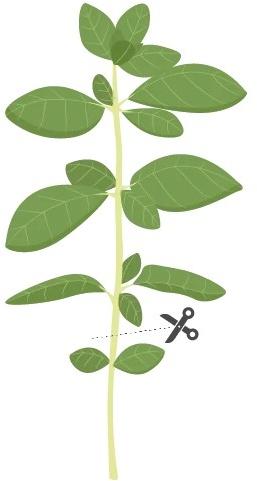 Productafbeelding Véritable Biologische oregano (Kruidenzaden)