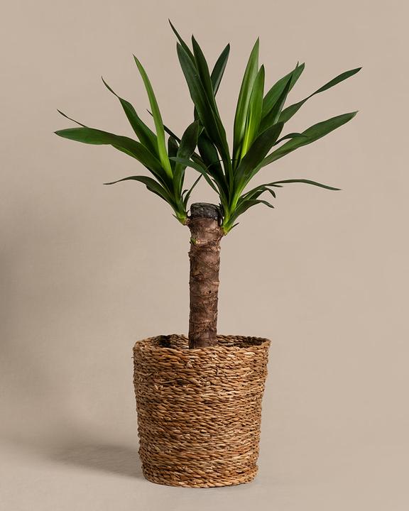Produktbild feey Kleine Yucca (70 cm, Frisch umgetopft)