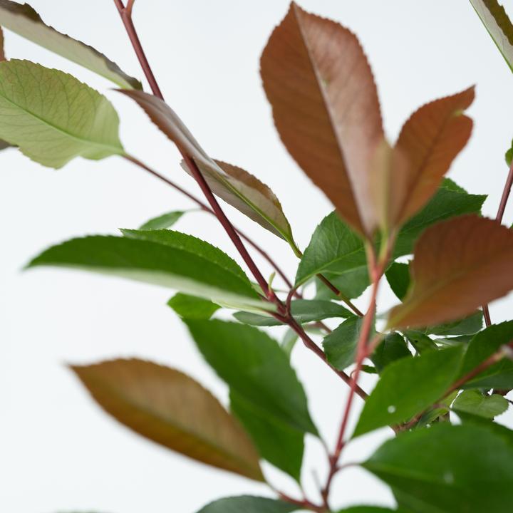 Immagine prodotto Plant in a Box Photinia fraseri Red Robin - set di 6 piante di nespolo (30 cm)