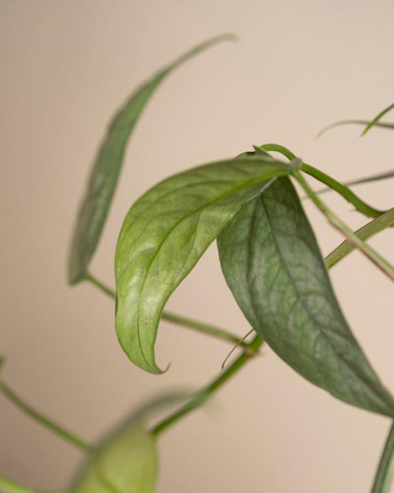 Immagine prodotto feey Epipremnum pinnatum 'Cebu Blue' (25 cm, Appena rinvasata)