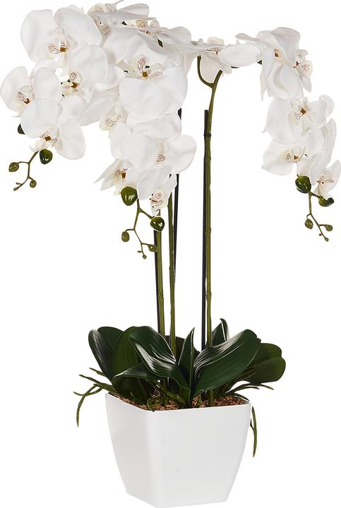 Immagine prodotto Beliani Orchidea Oncidium (59 cm)