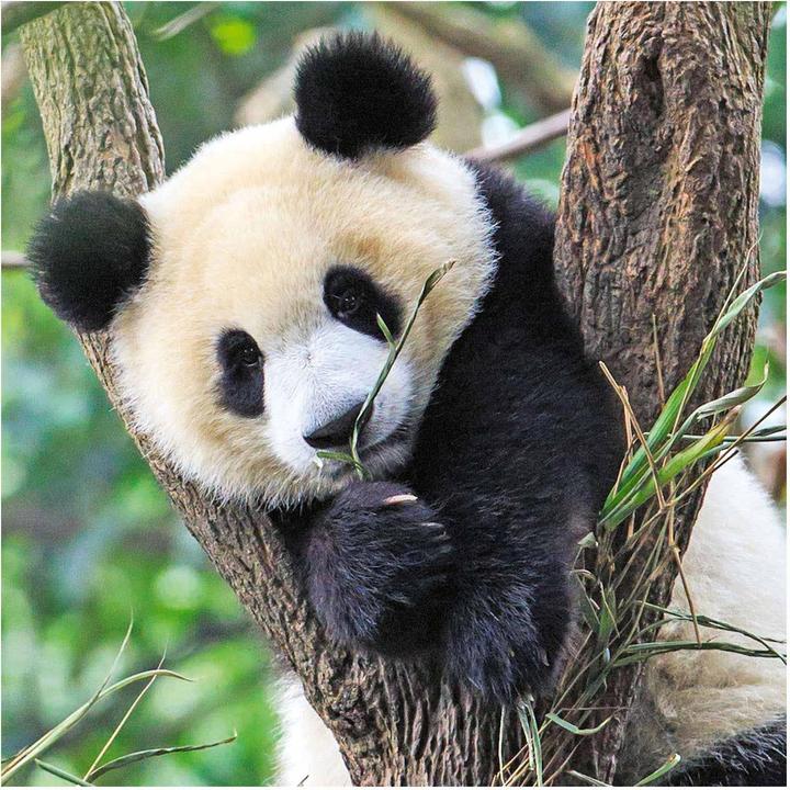 Immagine prodotto Ravensburger Panda, tigre e leone (49 pezzi)