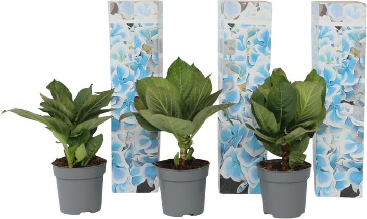 Immagine prodotto Plant in a Box Hydrangea macrophylla Bavaria - Set di 3 ortensie (25 cm)