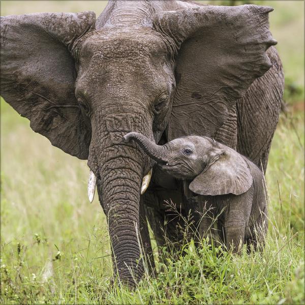 Image du produit Elefanten2026 (30 x 30 cm)