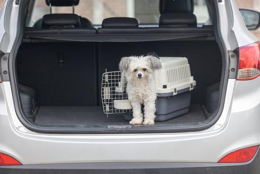 Image du produit Karlie Nomad (Chat, Chien, Verrouillable)