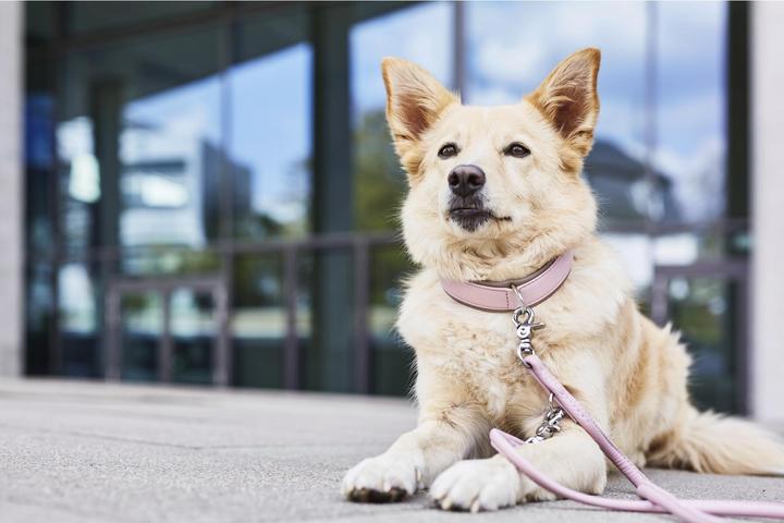 Image du produit Laboni Collier Nappa Amici M (M, Chien, Général)