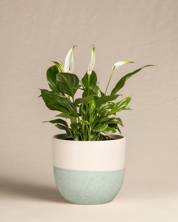 Actual product image feey Einblatt (25 cm, Freshly repotted)