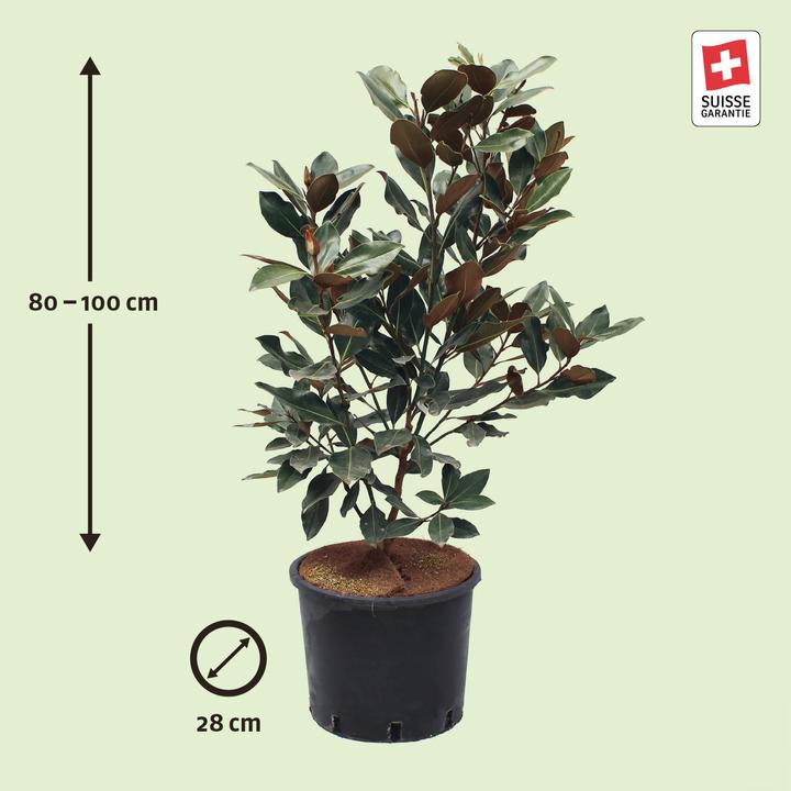 Image du produit Zulauf Immergrüne Zwerg-Magnolie / Magnolia grand. 'Little Gem' (100 cm)