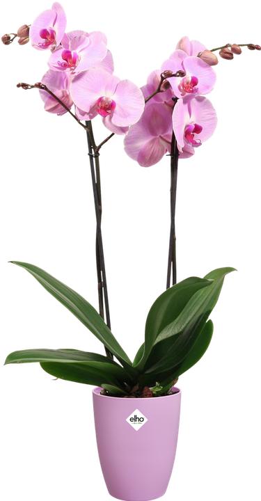 Produktbild Elho Brussels Orchidee Hoch (13 cm)