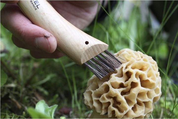 Actual product image Opinel Mushroom Knife (8 cm)
