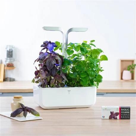 Actual product image Véritable Lingot Purple Basil BIO
