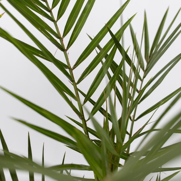 Produktbild Plant in a Box Phoenix canariensis, Chamaerops Humilis, Washingtonia Robusta - 3er Set (50 cm)