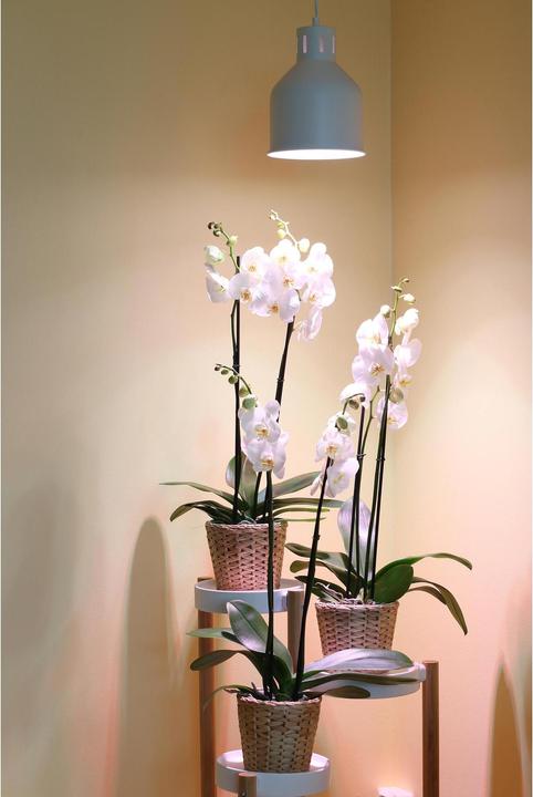 Actual product image Neogard Saga (LED, 230 V)