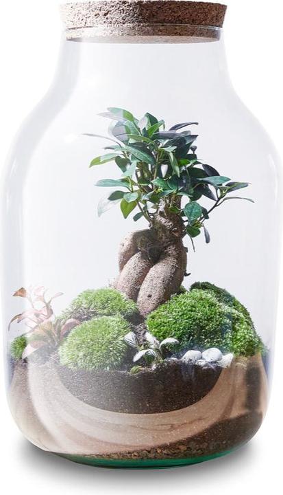 Green Bubble DIY-Flaschengarten, Pflanzen im Glas: Zen Garden