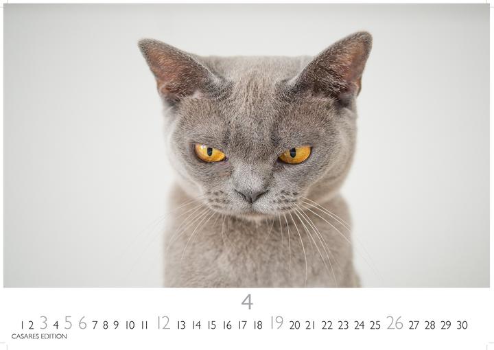 Immagine prodotto Funny Cats 2026 S 24x35cm (24 x 35 cm)