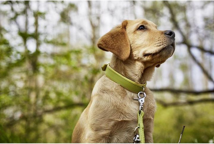 Produktbild Laboni Nappa Amici (M, Hund, Allgemein)