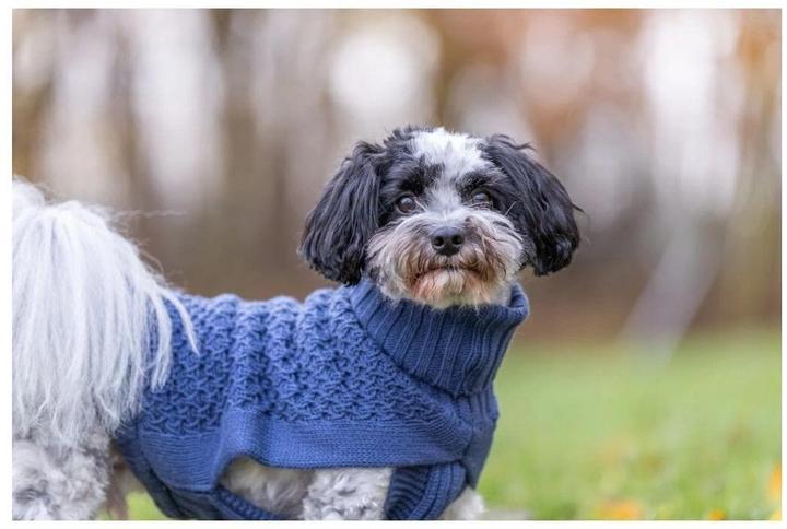 Actual product image Trixie Norwood M jumper, 45 cm, dark blue (M, Dog jumper)