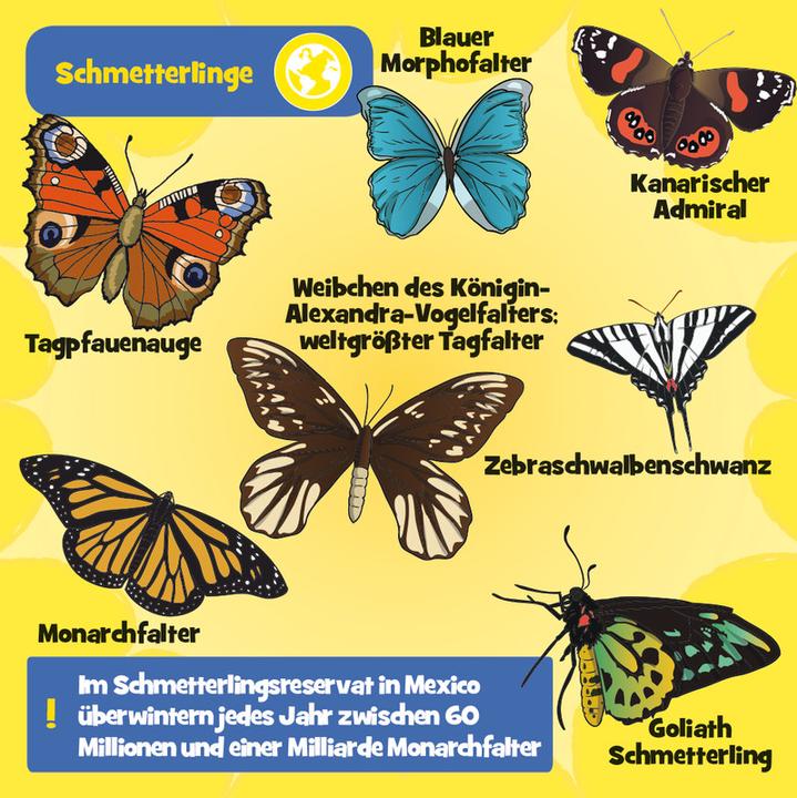 Actual product image Brainbox Brain Box- Wild animals (German)