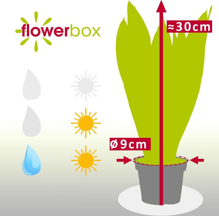 Produktbild Flowerbox Bogenhanf - Sansevieria trif. Black Coral