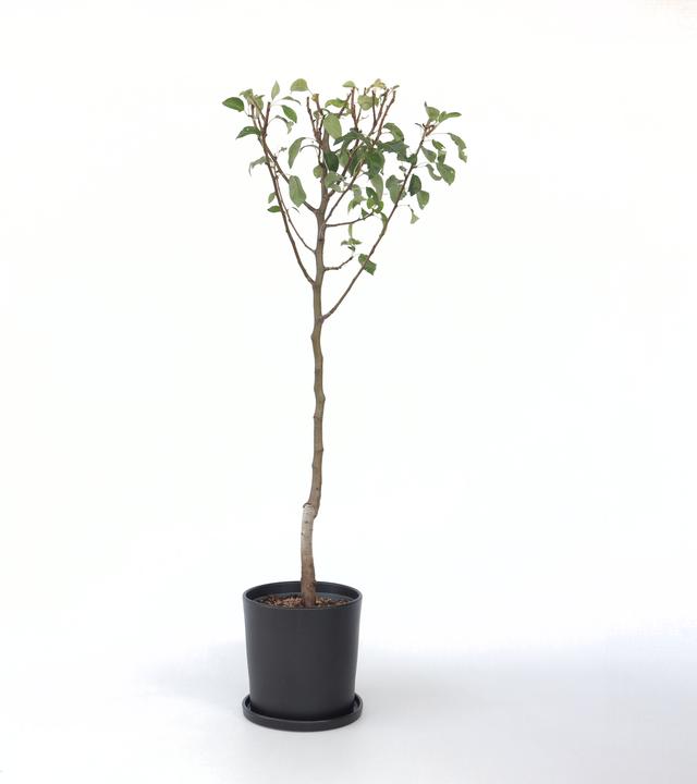 Actual product image Plant in a Box Pyrus communis 'Conference' - Pear tree (90 cm)