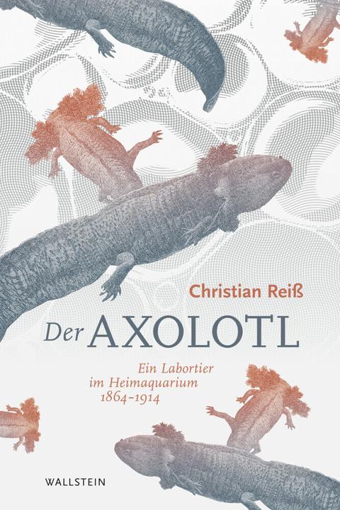 Produktbild Der Axolotl (Deutsch, Christian Rei, 2020)
