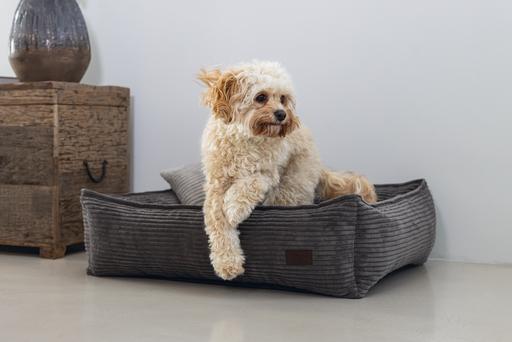 Immagine prodotto Designed by Lotte A coste (Cane)