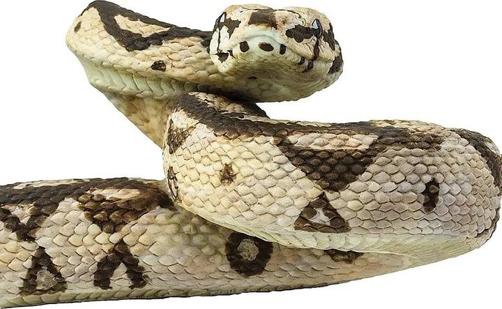 Produktbild Safari Boa Constrictor