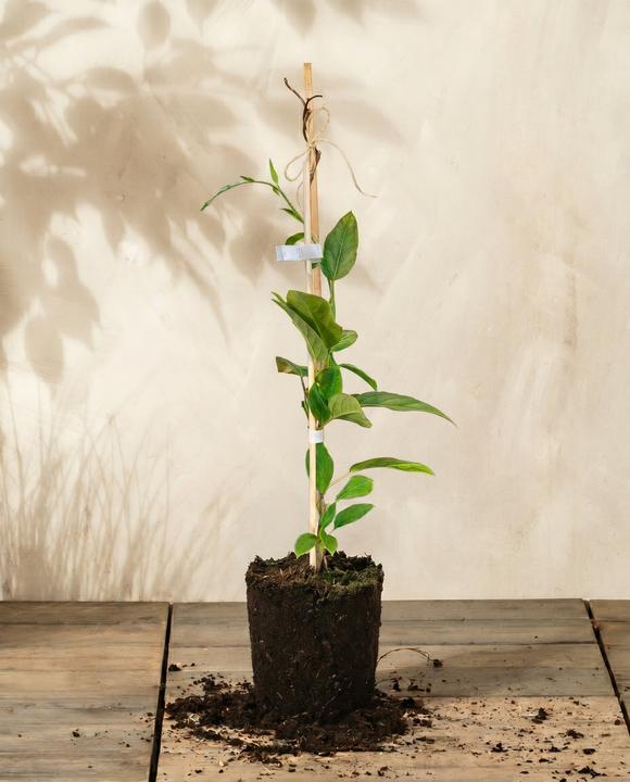 Actual product image feey Mini-Kiwi (500 cm)