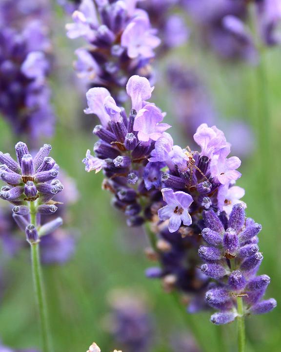 Produktbild feey Lavendel (20 cm, Tierfreundlich)