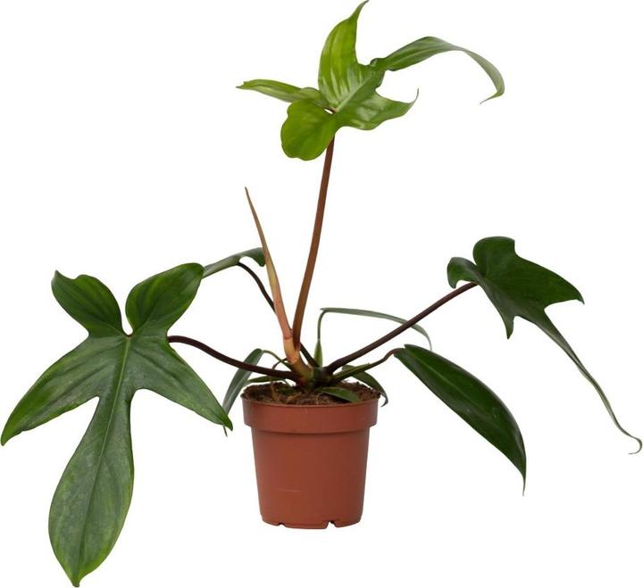 Immagine prodotto Plant in a Box Philodendron Florida Green - Baumfreund (20 cm)