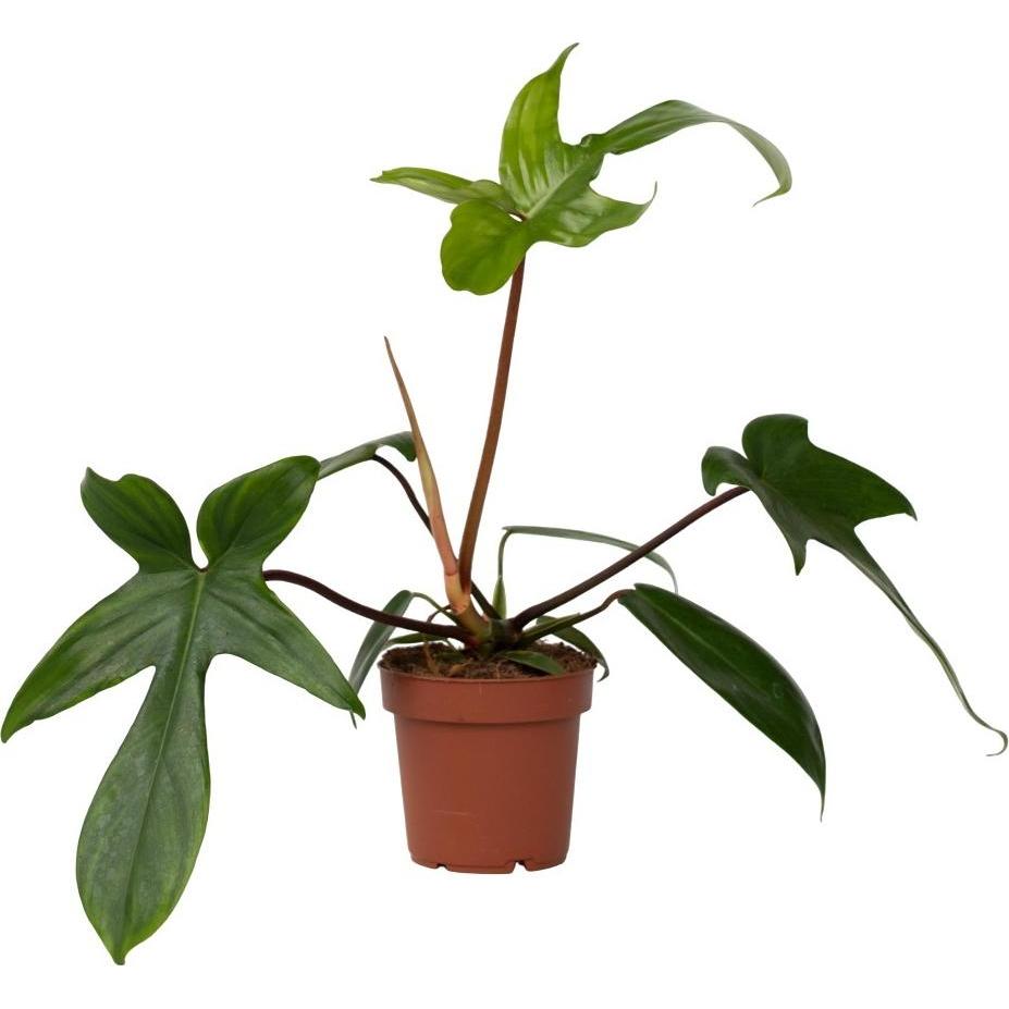 Plant in a Box, Pflanzen, Philodendron Florida Green - Baumfreund (20 cm)