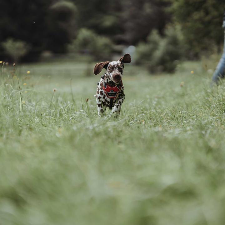 Productafbeelding Hunter Divo servies (M, Hond, Algemeen)