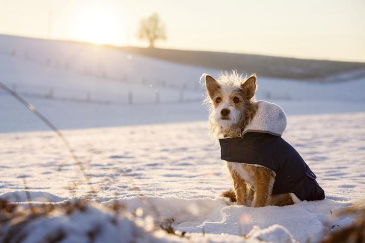 Produktbild Kerbl Teddy (27, Hundemantel)