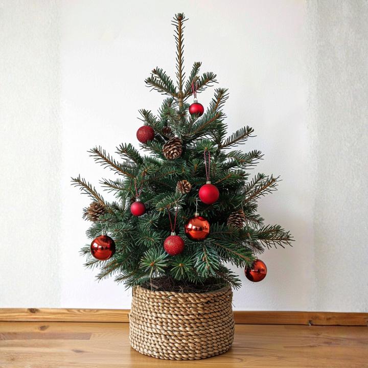 Actual product image Plant in a Box Picea glauca conica 'December' - Mini-Weihnachtsbaum (75 cm)