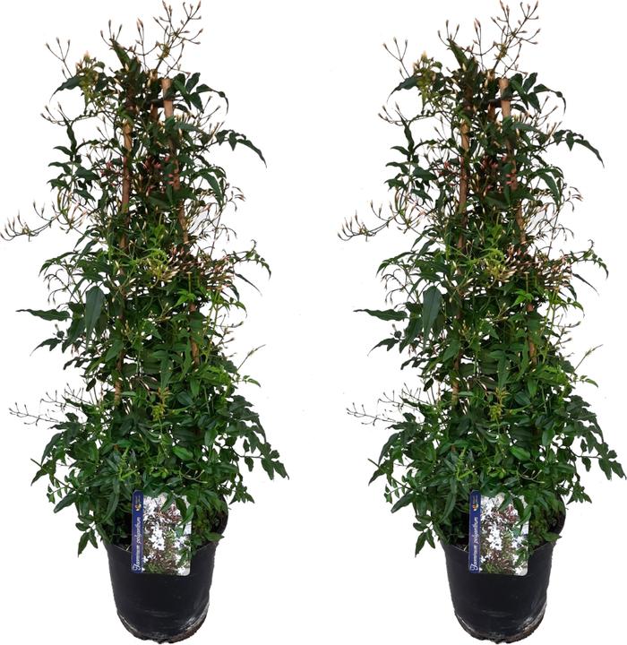Produktbild Plant in a Box Jasminum polyanthum - 2er-Set Jasmin (60 cm)