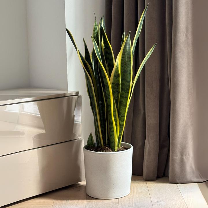 Produktbild Plant in a Box Sansevieria trifasciata Laurentii - Bogenhanf (65 cm)