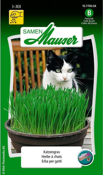Produktbild Samen Mauser Katzengras (Kräutersamen)