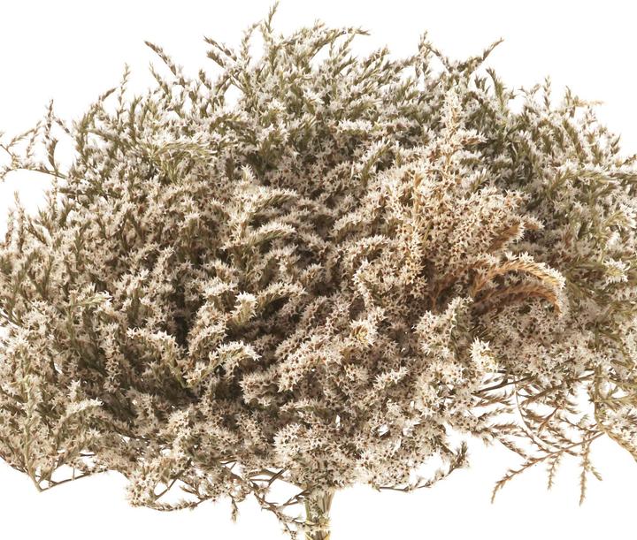Immagine prodotto Geschenkkörbe CH Limonium, Statice tatarica fiori secchi, bianco naturale (Fiori secchi)