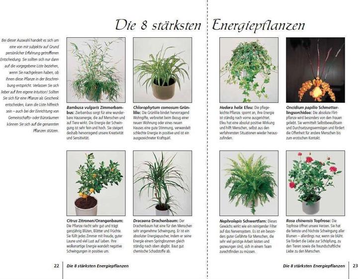 Produktbild Positive Energie mit Zimmerpflanzen - 86 Energiepflanzen für mehr Kraft, Harmonie und innere Ru (Deutsch, Eva Katharina Hoffmann, 2019)