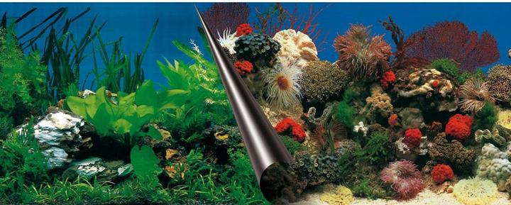 EBI Photo Rückwand Stone + Coral Zuschnitt (Dekoration, sonstige Gegenstände)