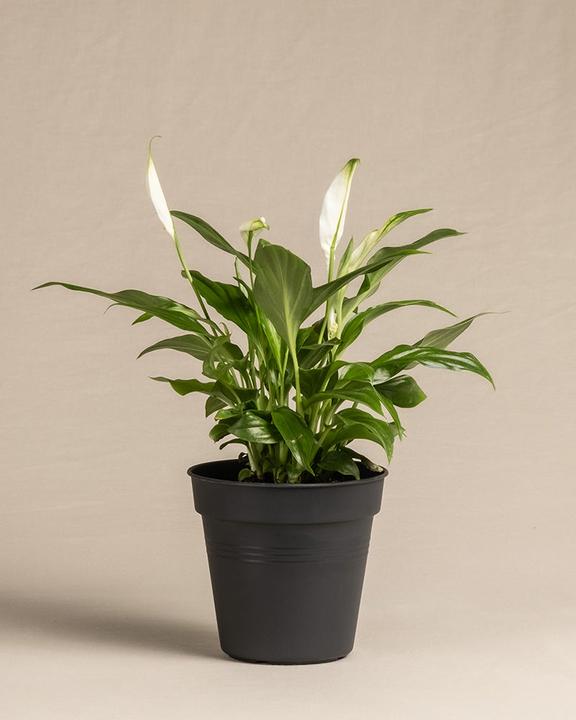 Actual product image feey Einblatt (25 cm, Freshly repotted)