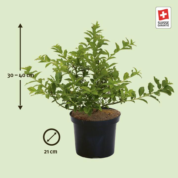 Produktbild Zulauf Kultur-Heidelbeere / Vaccinium corymbosum 'Northcountry' (40 cm)