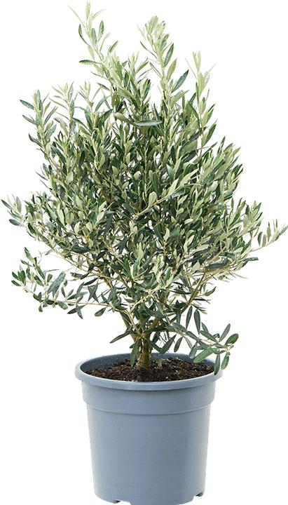Image du produit Mahaloplants Olivenbaum (80 cm)