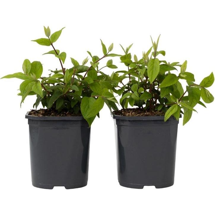 Plant in a Box, Pflanzen, Deutzia x hybrida 'Strawberry Fields' - 2er Set Erdbeerpflanzen (25 cm)
