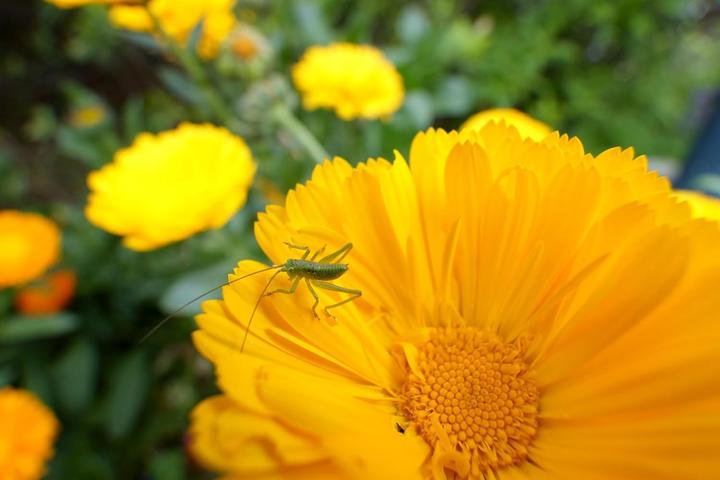 Produktbild Tamron AF 11-20mm f/2.8 Di III-A RXD, Sony E (Sony E, APS-C / DX)