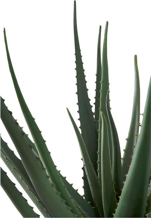 Actual product image House Nordic Aloe (51 cm)