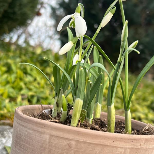 Immagine prodotto Säntispracht Set di 6 giacinti d'uva - Muscari armeniacum Big Smile Blue (15 cm)