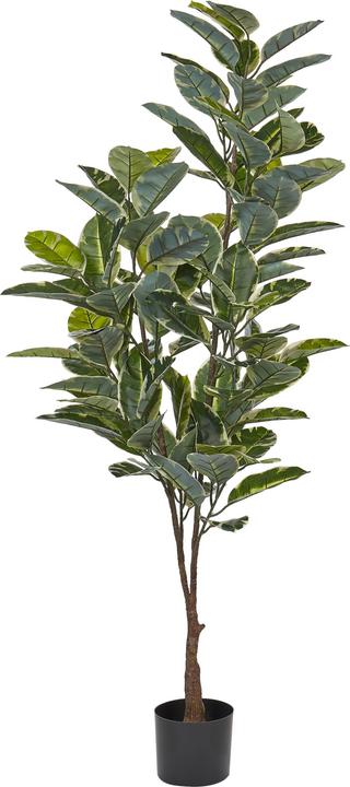 Immagine prodotto Beliani Ficus Elastica (160 cm)