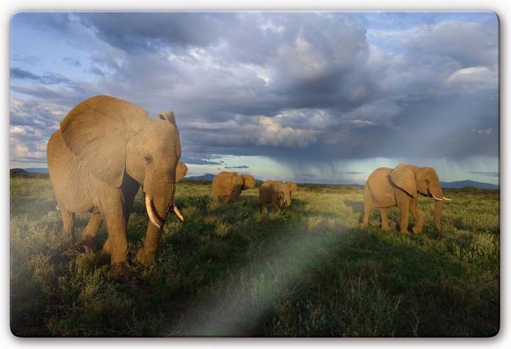 Actual product image National Geographic NG Herd of elephants (60 x 40 cm)