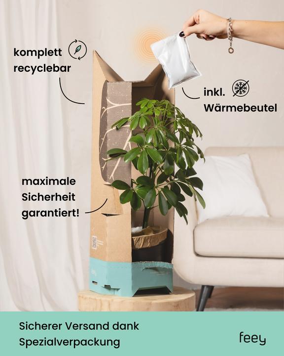 Produktbild feey Efeutute (25 cm, Frisch umgetopft)